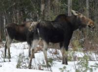 Moose in the winter wilderness of Algonquin