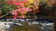 Red maple leaves on the Oxtongue River