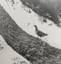 Photo of a Grouse in a tree, by Tom Thomson