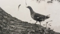 Photo of a Grouse, taken by Tom Thomson