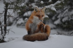 Red Fox in the winter wilderness of Algonquin