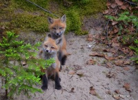 Red foxes in the wilderness