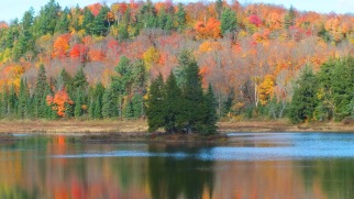 One of the little Islands on Oxtongue Lake